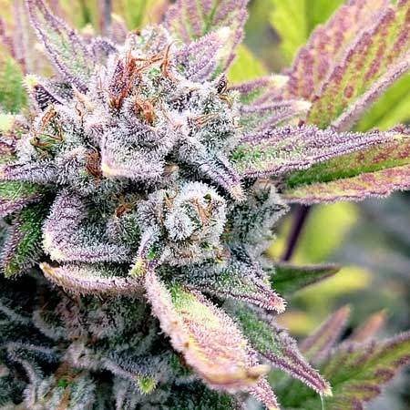 Gorilla Cookies marijuana bud right before harvest by Jimbo Jones