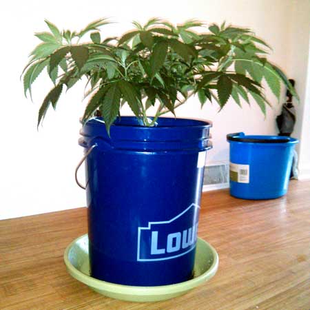 Growing cannabis in a DIY 5-gallon bucket with saucer