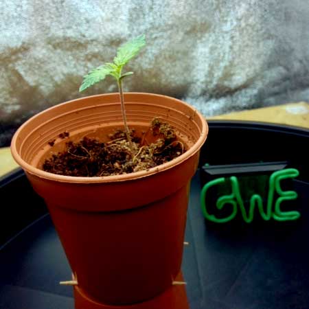 GWE (GrowWeedEasy.com) Cannabis seedling growing happy and healthy. Read this tutorial for free grow help!
