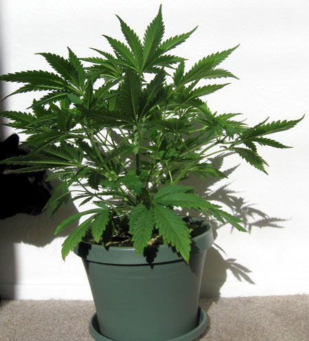 Cat checking out cannabis plant, looks about to take a nibble