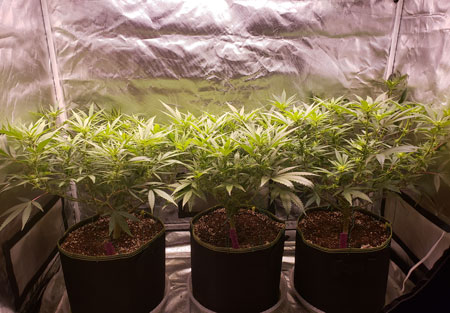 Let cannabis plants grow to about 1/2 the final desired size, then initiate12/12