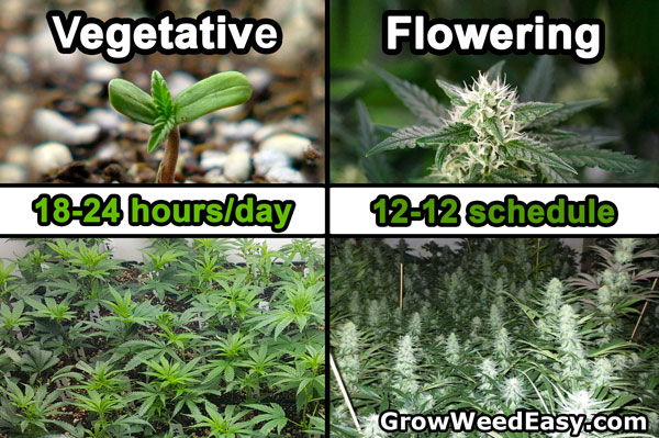 Diagram - Vegetative Stage is 18-24 hours of light per day. Flowering stage (bud time!) needs a 12-12 light schedule.