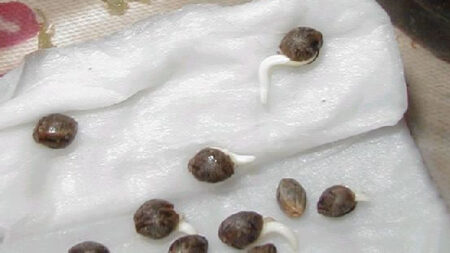 Cannabis seeds germinating in a paper towel