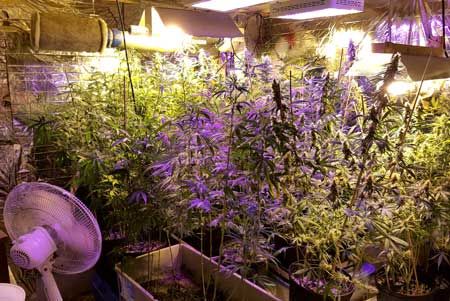 Many different strains going crazy