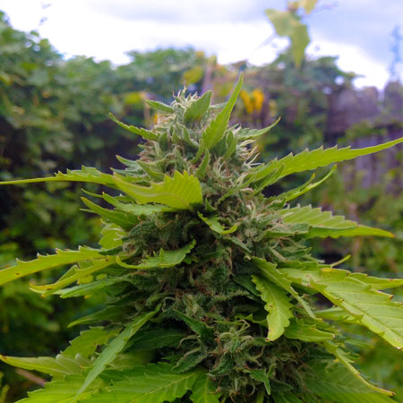 "Fast" strains are the best photoperiod cannabis strains for late outdoor planting