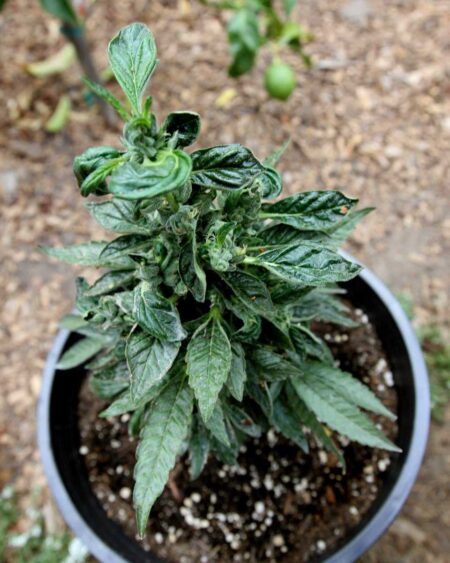 Re-vegging cannabis plant was put outside too early 