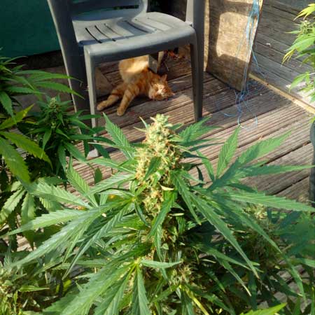 Skunk #1 autoflowering cannabis plants make big buds, orange cat as the companion