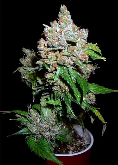 Short Solo Cup Marijuana plant with huge bud