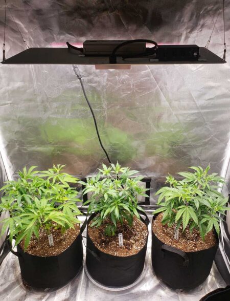 Happy vegetative cannabis plants under an LED grow light