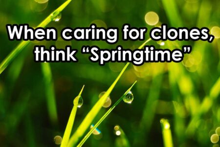 When caring for cannabis clones, try to create "Spring time" conditions