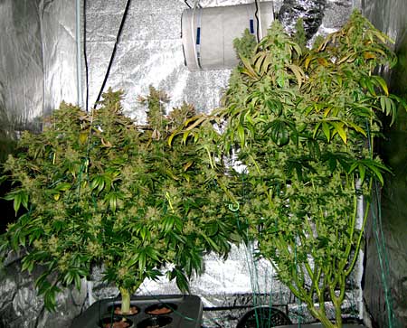 Short vs tall strain