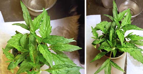 Two re-vegging cannabis clones