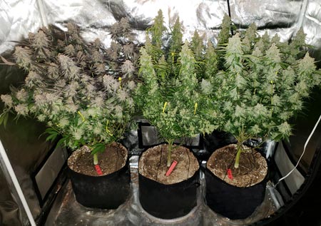 3 photoperiod plants