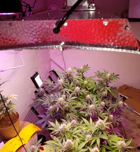 Mars Hydro TSL-2000 LED grow light cannabis plants by DD