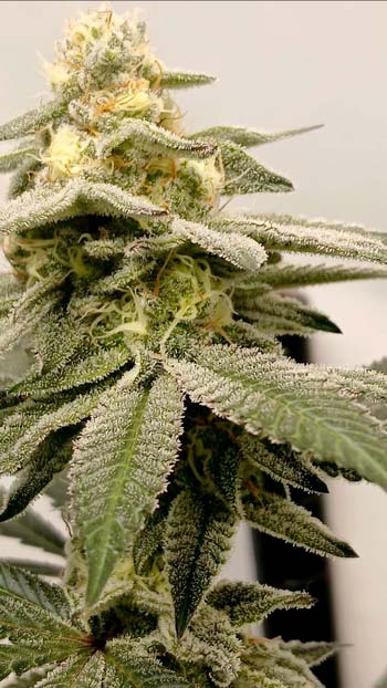 A gorgeous closeup of a cannabis bud