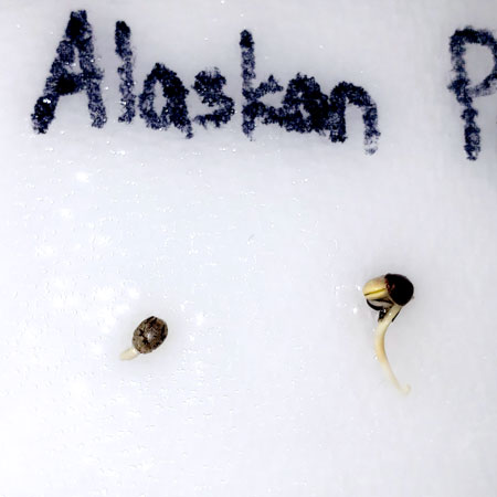 Alaskan Purple cannabis seeds germinated via the paper towel method