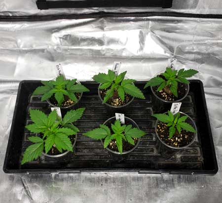 Autoflowering seedings before being transplanted