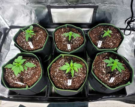 Autoflowering seedlings - just transplanted and watered!