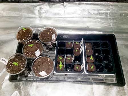 8 day old autoflowering seedlings
