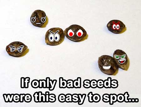 Uh oh...these are definitely some bad cannabis seeds...