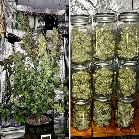 An incredibly huge autoflowering plant