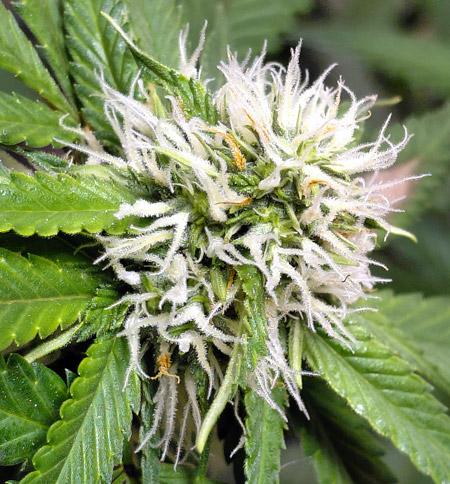 A gorgeous closeup of a cannabis bud
