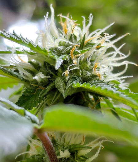 Amazing closeup of a budlet
