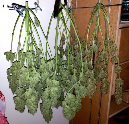 Trim buds thoroughly before drying upside down, or separate buds and dry on a drying rack or mesh.