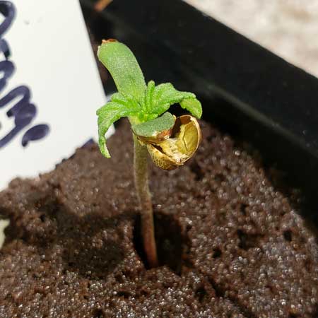 Critical Orange Punch seedling