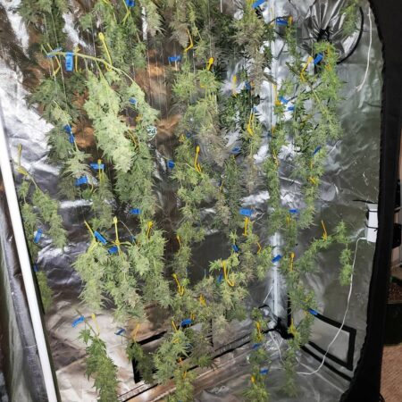 Cannabis plants drying in a grow tent by hanging upside down