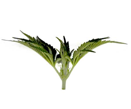 The top of a cannabis seedling that was cut off, on a white background ("topping" technique) - GrowWeedEasy.om