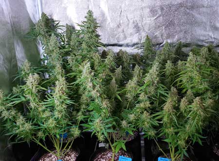 6 autoflowering plants 
