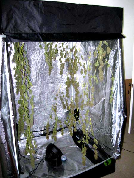 Drying marijuana buds in a cannabis grow tent can be convenient