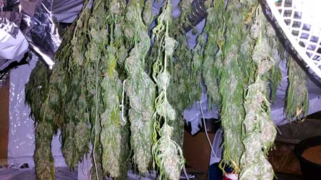 After marijuana buds start drying, it's normal for the leaves to look deflated.