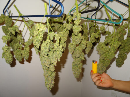 Big fat cannabis buds drying in a closet (lighter for scale)