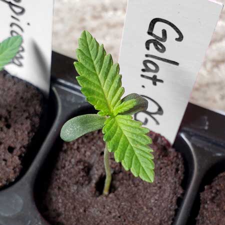 Photogenic seedling