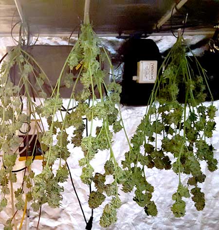 Grow tent full of trimmed cannabis buds drying after harvest