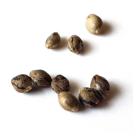 Marijuana seeds on a white background