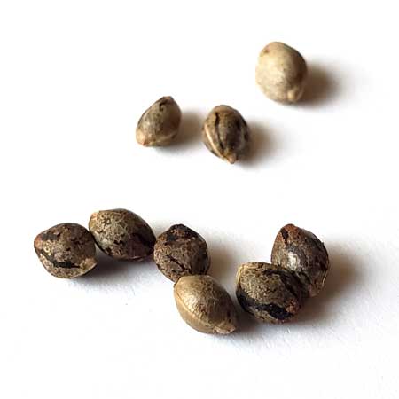 Cannabis seeds on a white background