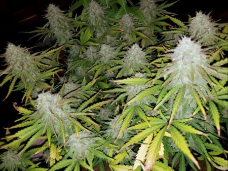 Mars Hydro marijuana harvest by Andres