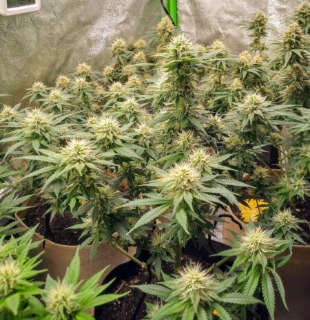 Mars Hydro TSL-2000 Flowering plants by Amanda