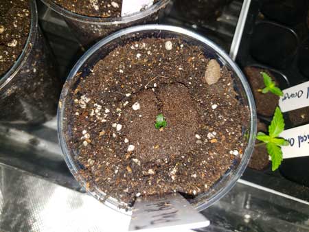 Stunted Pink Kush seedling