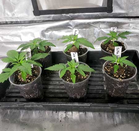 Side view of seedlings - notice the roots have reached the edges of the cups