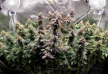 Cannabis harvest grown under Mars Hydro LED grow light by Sandra