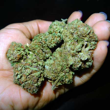 Cannabis buds with no seeds ("sinsemilla")