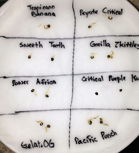 Some cannabis seeds did not germinate