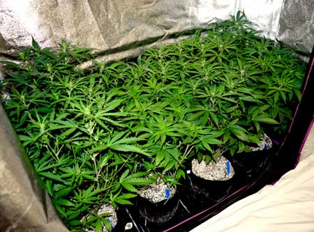 30 day old cannabis plants