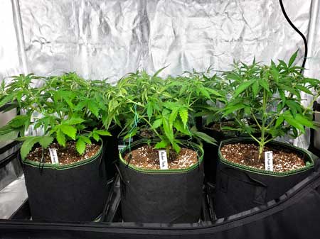 https://www.growweedeasy.com/wp-content/uploads/2025/06/32-day-autoflowering-cannabis-plants-after-training-flat-side-view.jpg