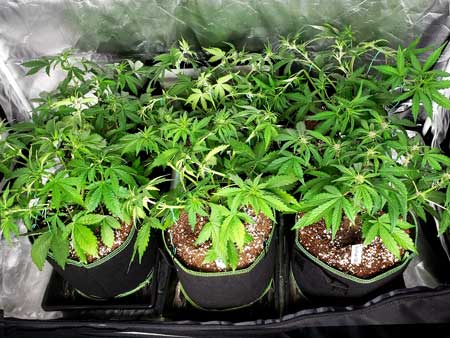 Those plants after training