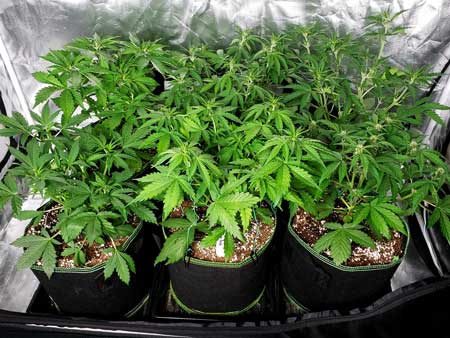 32 day old autoflowering plants